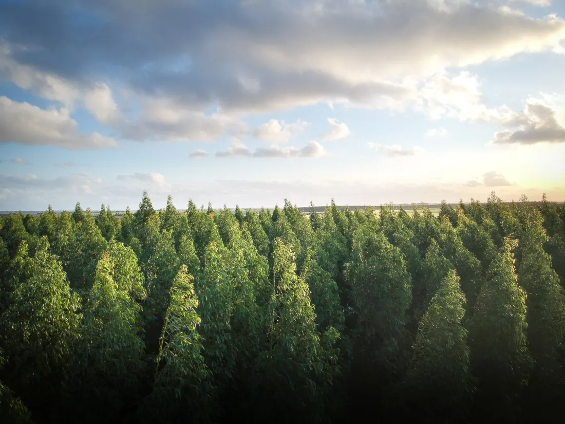 Aerial view of a dense eucalyptus plantation under an evening sky, illustrating offset projects and what the Empowering Consumers Directive means for carbon neutral claims