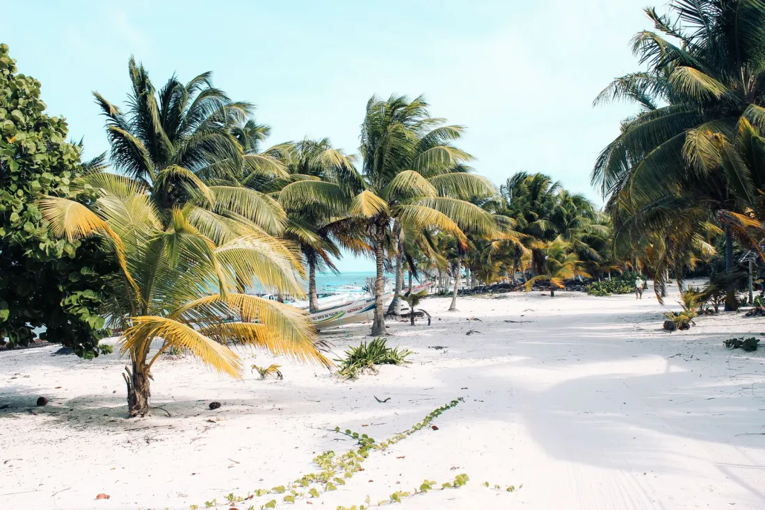 Palm trees on a white sand beach, illustrating how Vanuatu citizenship by investment compares with Caribbean citizenship programmes