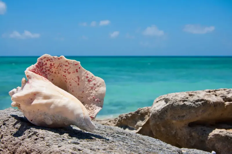 Queen conch shell on a rocky shore above turquoise sea, Cockburn Town, Grand Turk: lawyers and advisers in the Turks and Caicos Islands