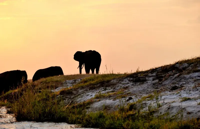 Elephants silhouetted at sunset on the Chobe River, Botswana: lawyers and advisers in Botswana
