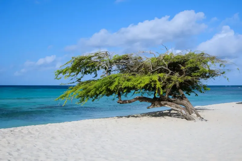 Divi-divi tree beside the turquoise Caribbean Sea on a beach in Aruba: lawyers and advisers in Aruba