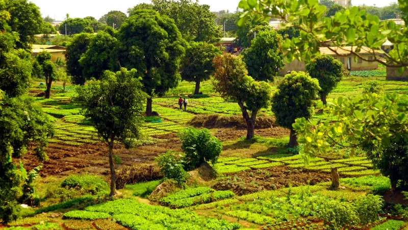 Green market-garden farmland and trees in Tenkodogo, Burkina Faso: lawyers and advisers in Burkina Faso