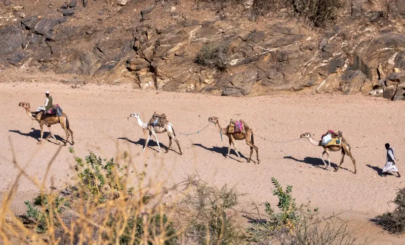 Camel caravan crossing a rocky desert valley in Eritrea: lawyers and advisers in Eritrea