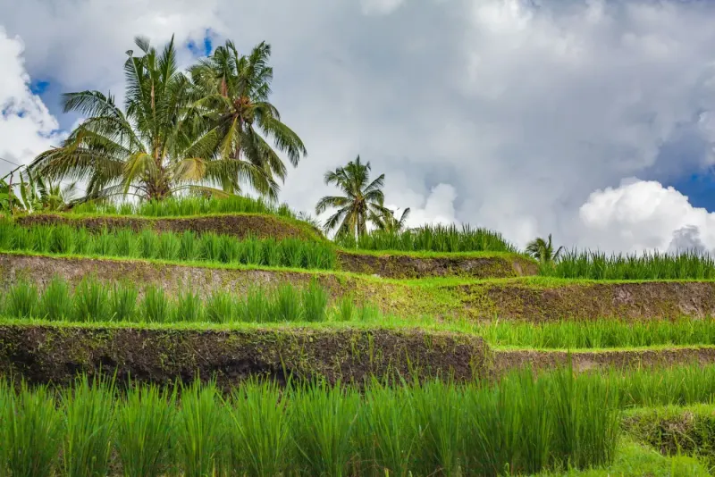 Jatiluwih terraced rice fields and palm trees, Bali, Indonesia: lawyers and advisers in Indonesia