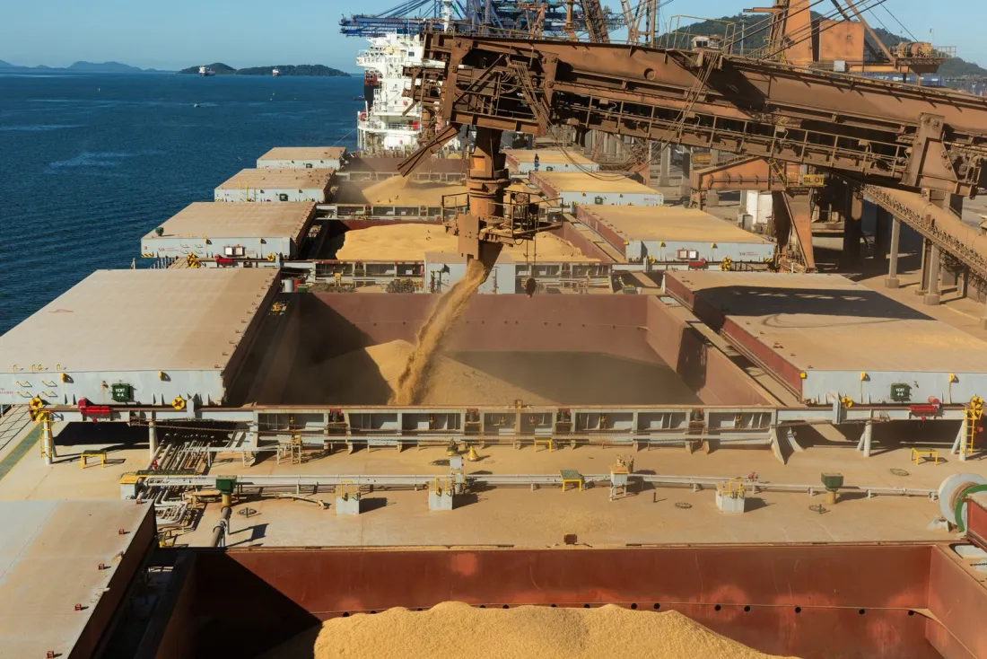 Grain pouring into the hold of a bulk carrier at a loading terminal, where laytime and demurrage decide the time charter vs voyage charter cost
