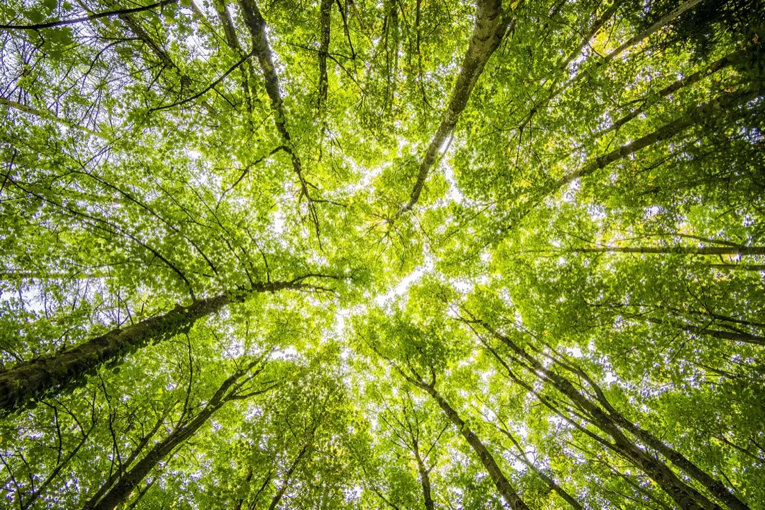 The True Impact of Financial Development on the Environment