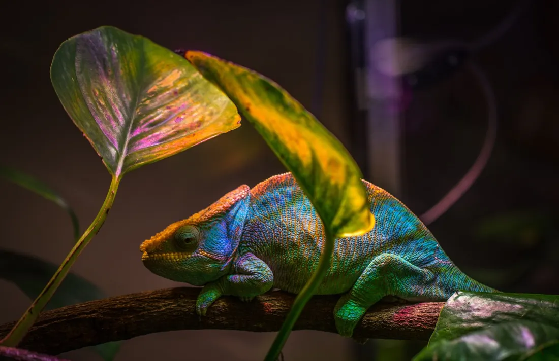 Employees Become Chameleons to Fit in With Strong Workplace Cultures