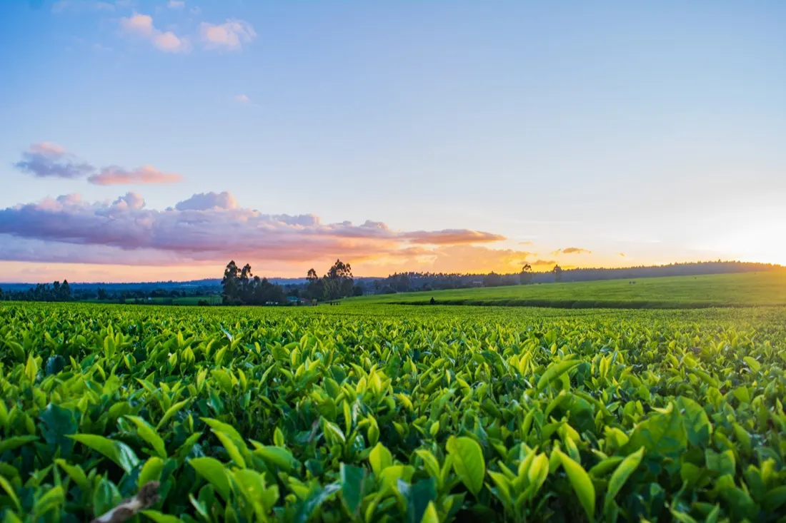 Private Investor-backed Finance Key to the Growth of Nature Investing and Food Security