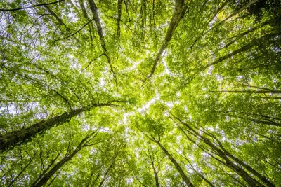 Looking straight up through a green forest canopy, illustrating the impact on the environment