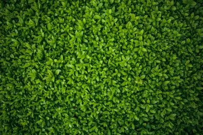 Close-up of a dense green hedge, playing on why companies with good CSR become targets of hedge fund activists