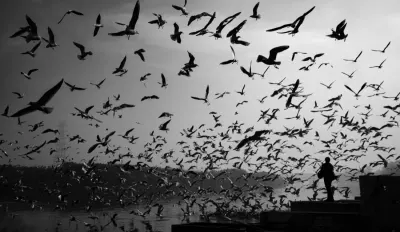 A large flock of birds in flight over water at dusk with a silhouetted figure below, illustrating talent migration